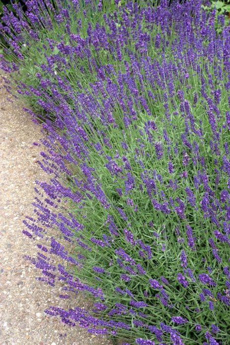 English lavender