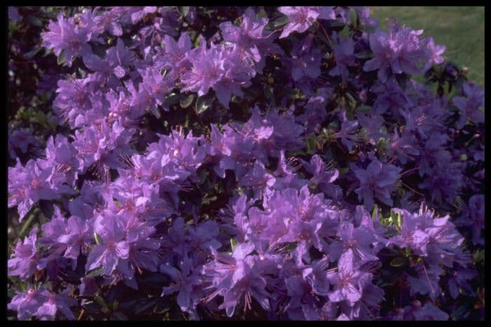 rhododendron 'Penheale Blue'