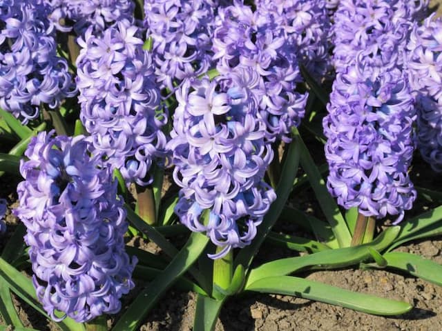 Hyacinth 'Chicago'