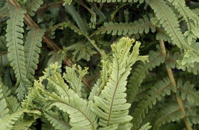 male fern 'Grandiceps Wills'