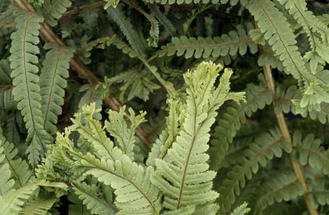 Male fern 'Grandiceps Wills'