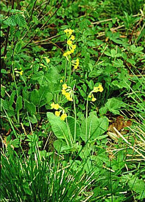 oxlip