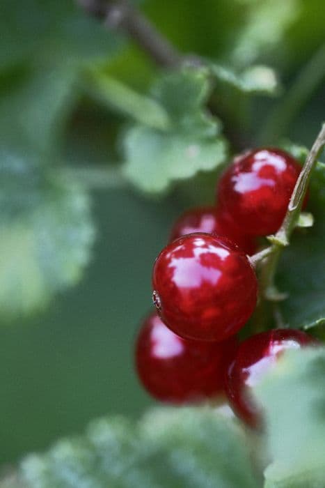 Common redcurrant