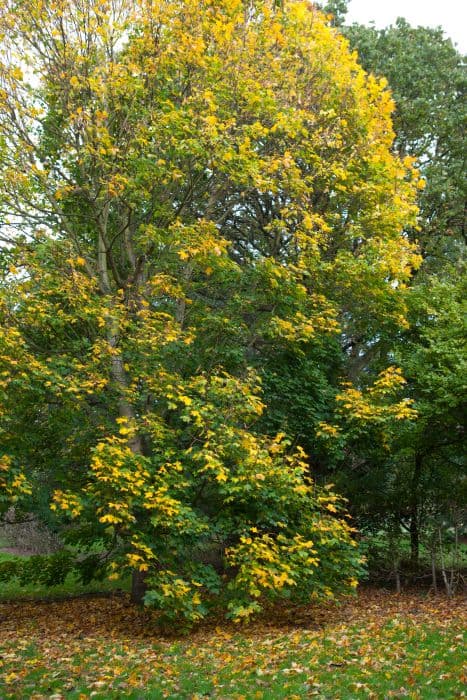 Norway maple 'Columnare'