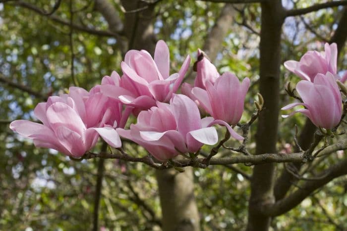 magnolia 'Peter Dummer'