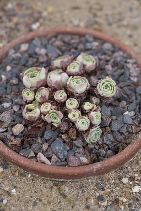 glaucous-leaved houseleek-like rosularia