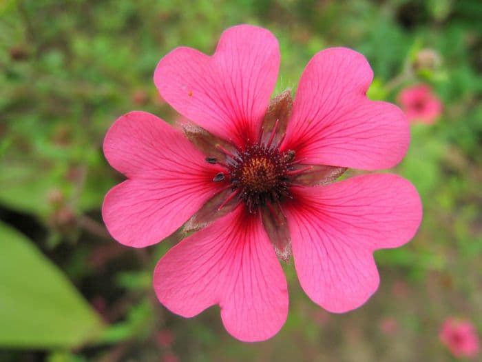 cinquefoil 'Ron McBeath'