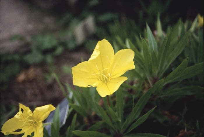 Ozark sundrops