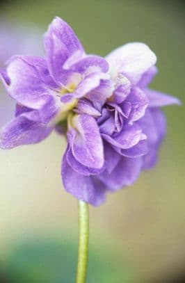 Parma violet 'Lady Hume Campbell'