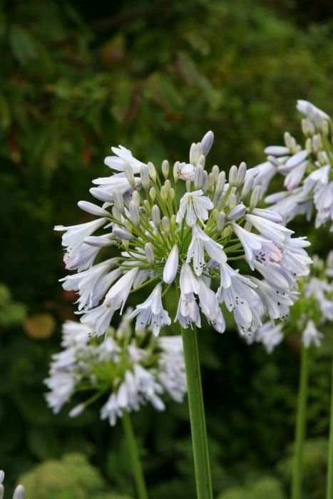 African lily 'Blue Moon'