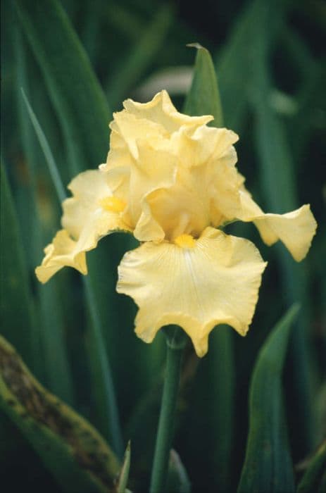 iris 'Bob Nichol'