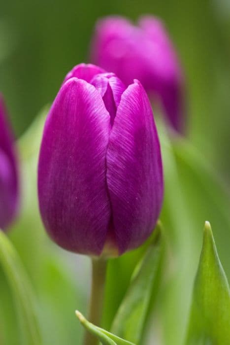 tulip 'Purple Flag'