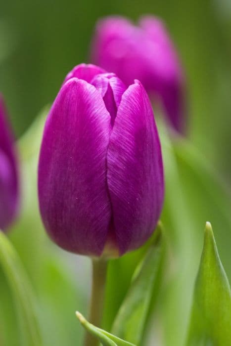 Tulip 'Purple Flag'