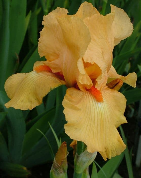 iris 'Piroska'