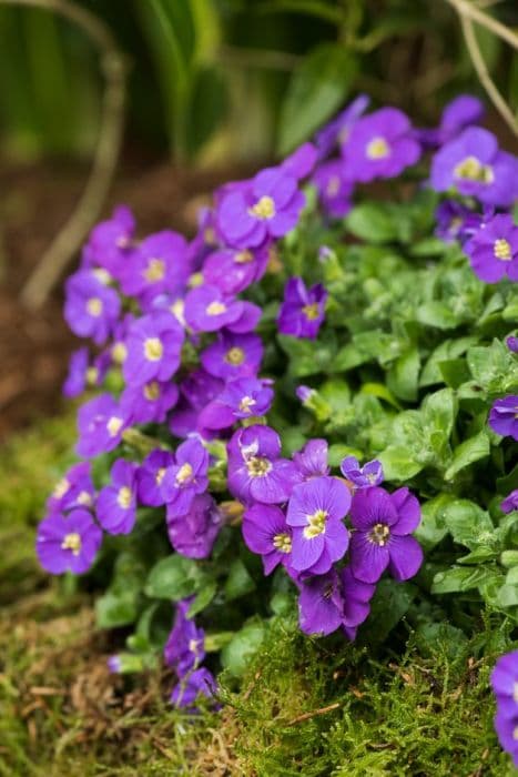 aubrieta 'Kitte Purple'