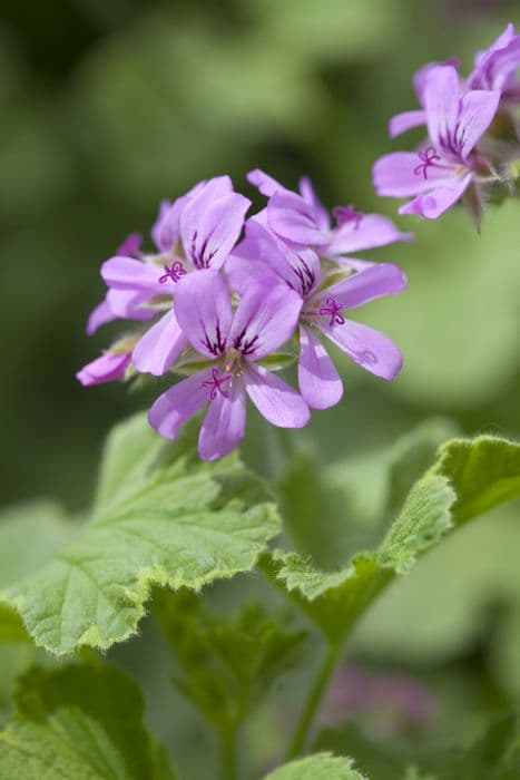 pelargonium 'Atomic Snowflake'