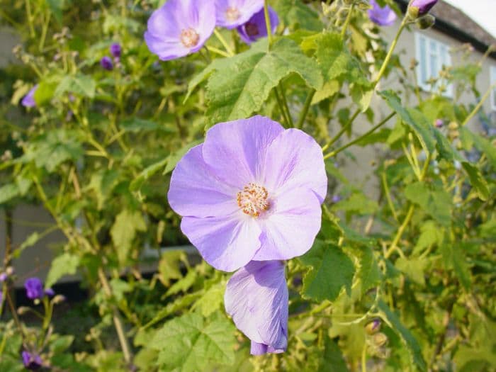 abutilon 'Jermyns'