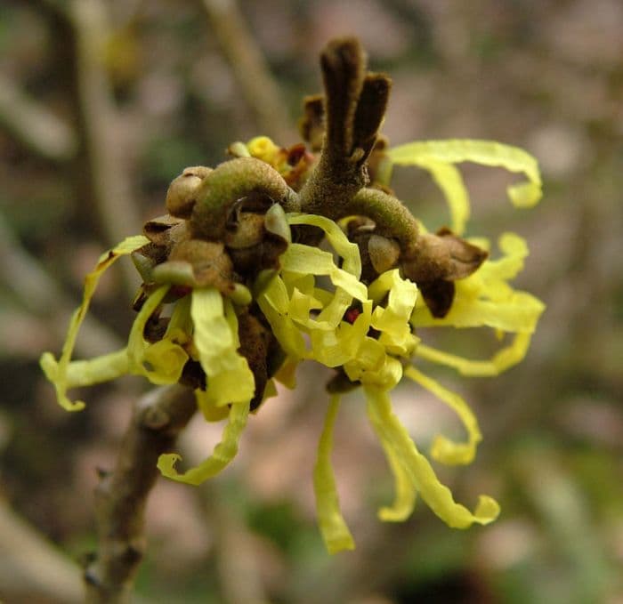 witch hazel 'Angelly'