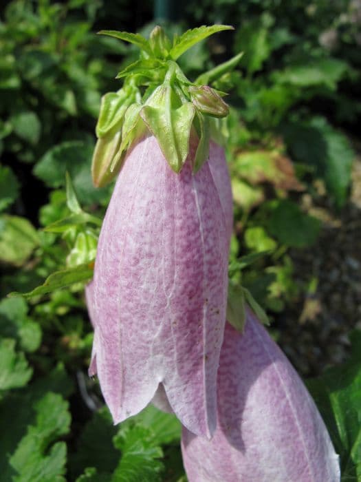 Korean bellflower