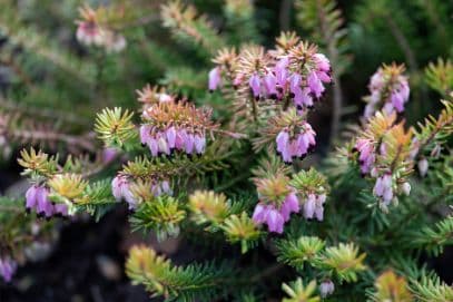 heather 'Antje'