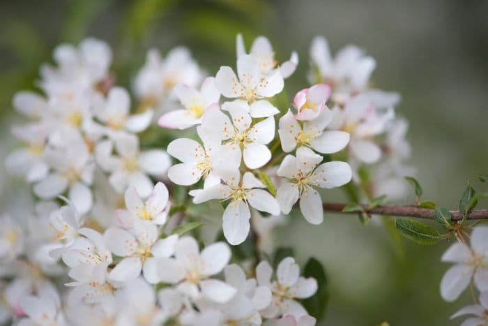 cut-leaf crabapple