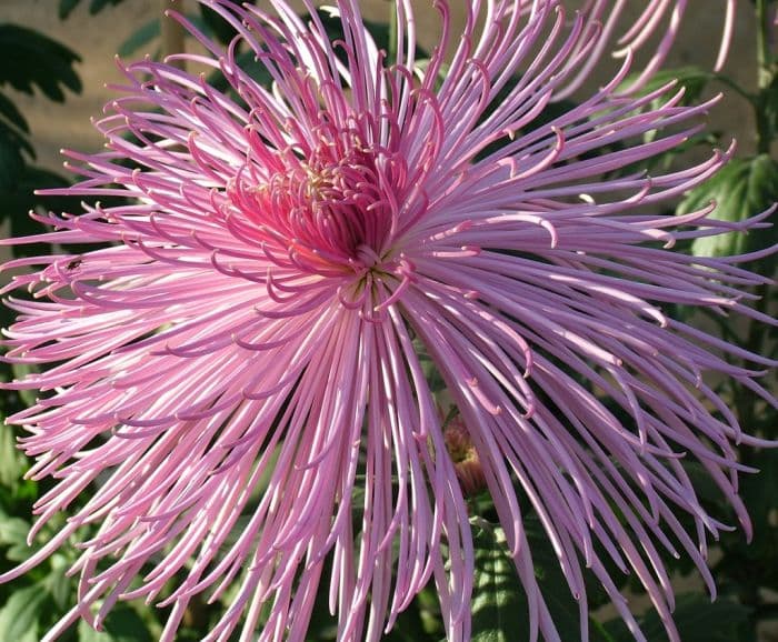 chrysanthemum 'Pink Splendour'