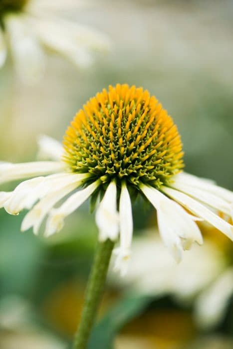 coneflower 'Yellow Spider'