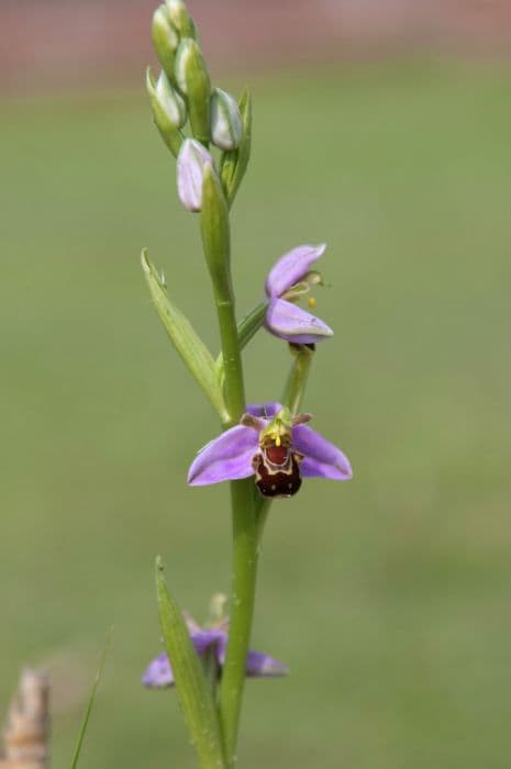 bee orchid