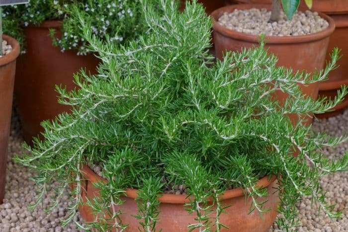 rosemary 'Rampant Boule'