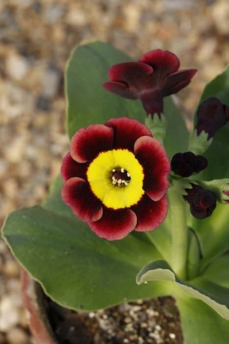 auricula 'Bradford City'