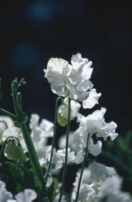 sweet pea 'Virgo'