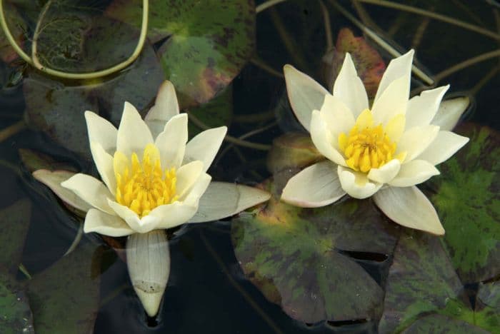 waterlily 'Pygmaea Helvola'