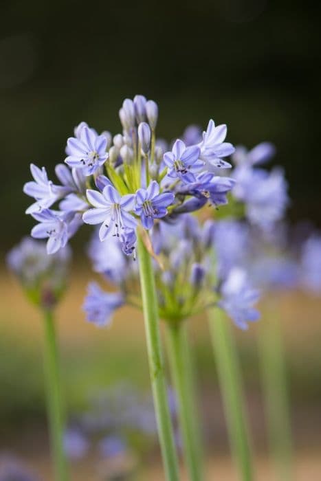 African lily 'Southern Cross'