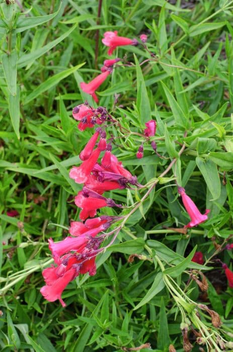 penstemon 'Newbury Gem'