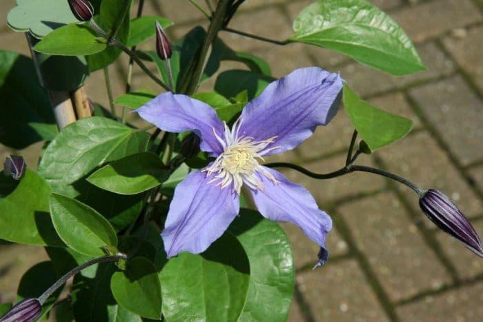 clematis 'Fukuzono'