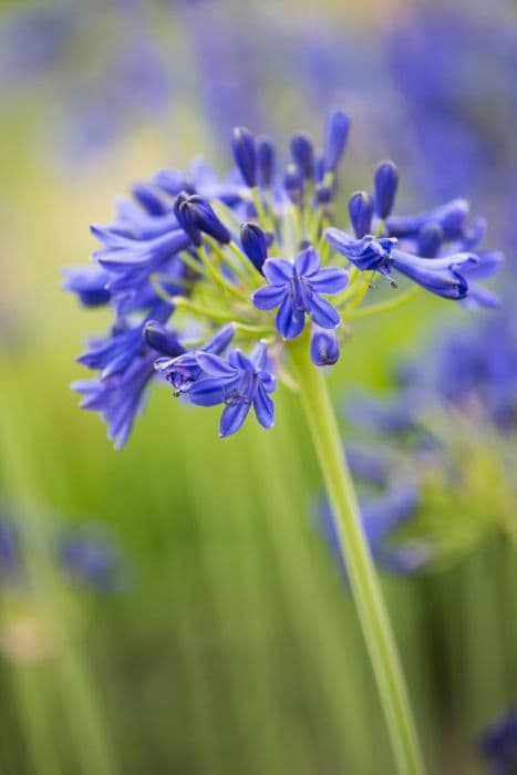 African lily 'Sandringham'