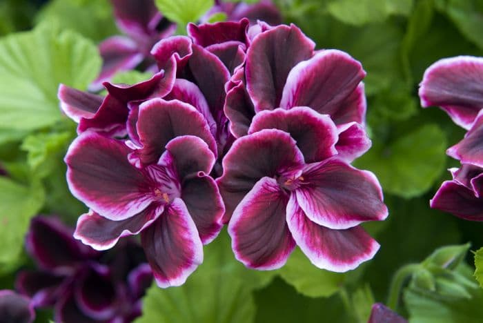 pelargonium 'Blackcurrant Yhu'