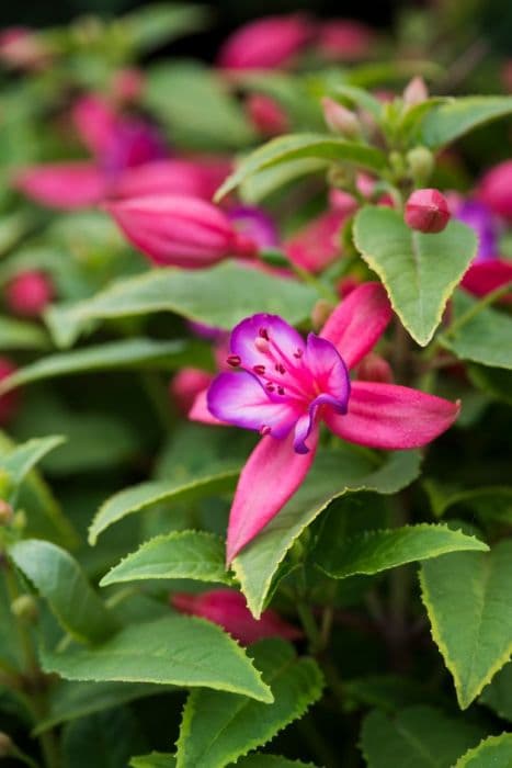 fuchsia 'variegated Pink Fascination'