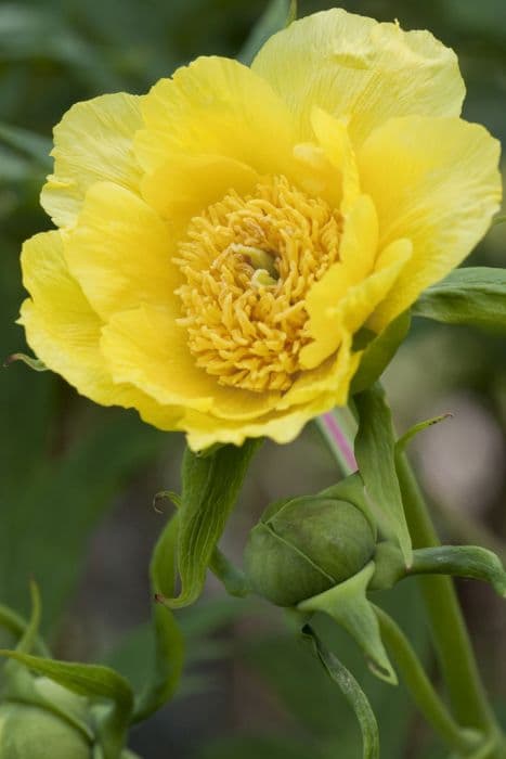 white-flowered Delavay peony