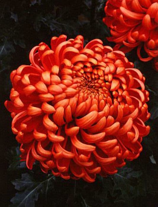 Chrysanthemum 'Beacon'