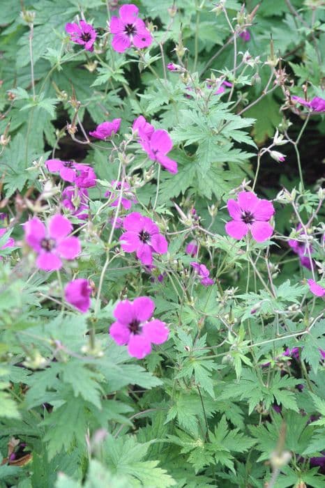 Armenian cranesbill 'Jason Bloom'