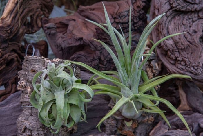 twisted-leaved air plant