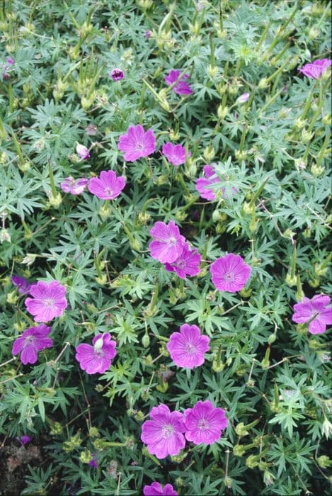 bloody cranesbill 'Aviemore'