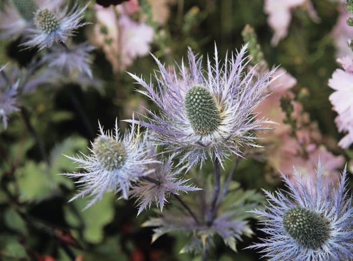 eryngo 'Blue Jackpot'