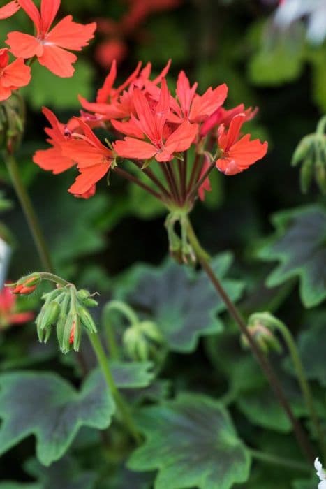 geranium 'Chocolate Twist'