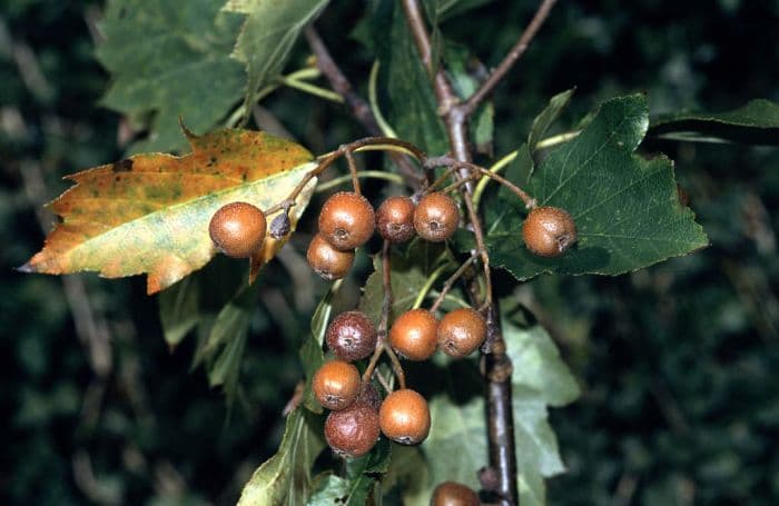 wild service tree