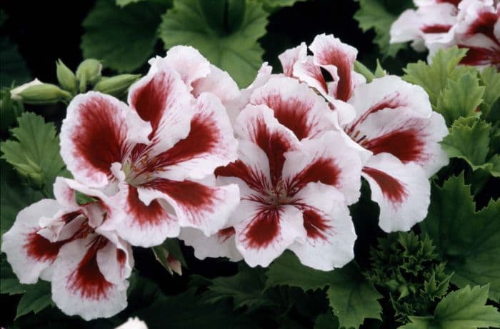 pelargonium 'Aztec'