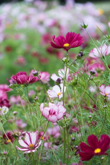 cosmea 'Velouette'