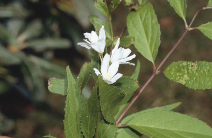 deutzia 'Nikko'