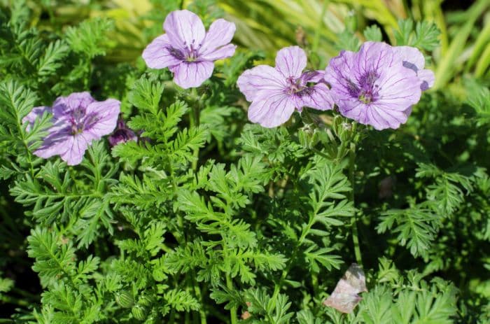 storksbill 'Spanish Eyes'